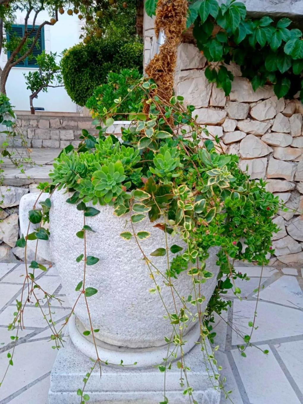 Apartments Anki Živogošće المظهر الخارجي الصورة